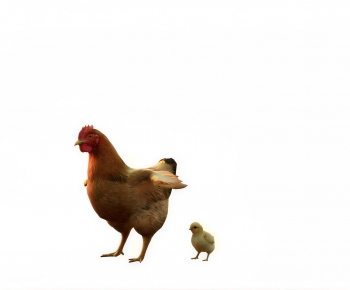 Modern Poultry Animal-ID:224129927