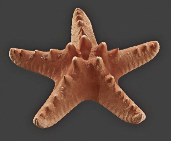 Modern Aquatic Animals-ID:102748912