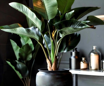 Modern Ground Green Plant Potted Plants-ID:508497953