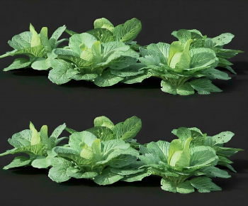 Modern Crop-ID:462461951