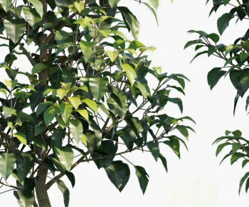 Modern Tree-ID:883256919