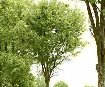 Modern Tree-ID:428519967