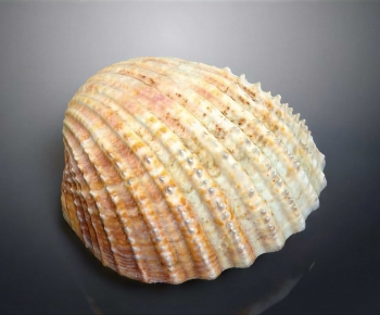 Modern Aquatic Animals-ID:137221104