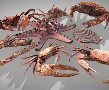 Modern Aquatic Animals-ID:545707947