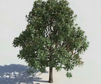 Modern Tree-ID:207072024