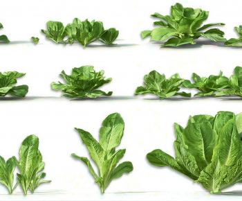 Modern Crop-ID:844419007