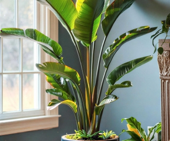 New Chinese Style Ground Green Plant Potted Plants-ID:536817074