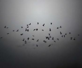 Modern Flying Animals-ID:307981012