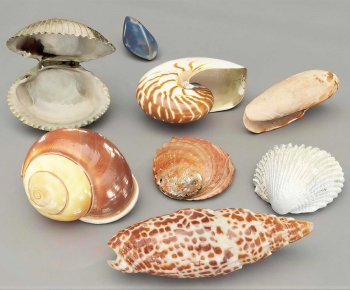 Modern Aquatic Animals-ID:904469529