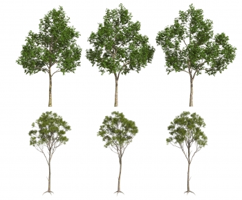Modern Tree-ID:674181037