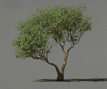 Modern Tree-ID:393826961