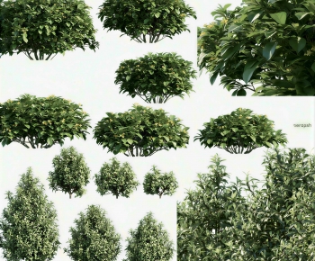 Modern Shrubbery-ID:191737897