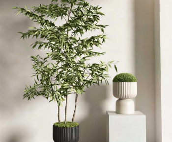 Modern Ground Green Plant Potted Plants-ID:799340969