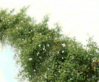 Modern Vine-ID:576615103