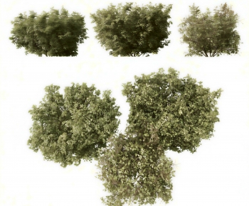Modern Shrubbery-ID:663569083