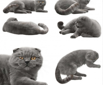 Modern Animal Cat-ID:541831978