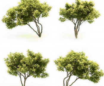 Modern Tree-ID:183908923