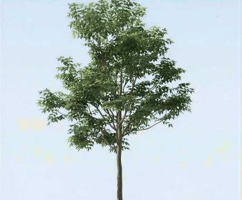 Modern Tree-ID:402095089