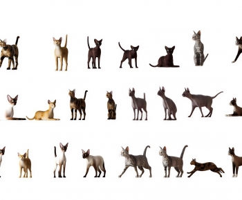 Modern Animal Cat-ID:271980846
