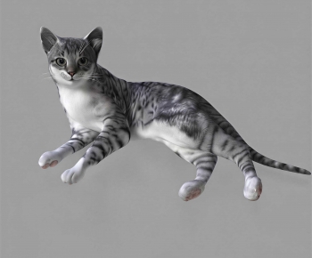 Modern Animal Cat-ID:128647094