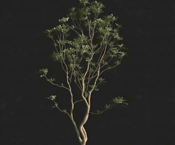 Modern Tree-ID:539042953