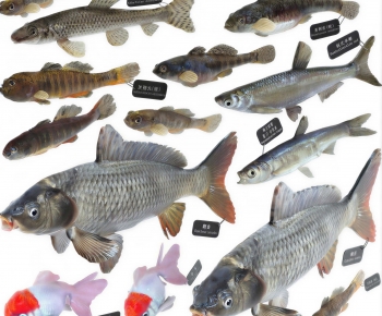 Modern Aquatic Animals-ID:783054112