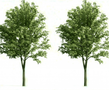 Modern Tree-ID:447096119