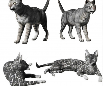 Modern Animal Cat-ID:877440936