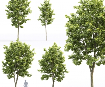 Modern Tree-ID:436019945
