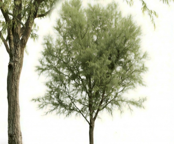 Modern Tree-ID:720798024