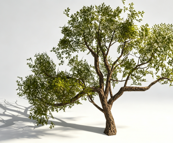 Modern Tree-ID:253976112