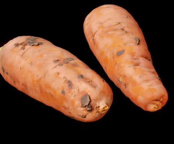 Modern Vegetables-ID:585253008