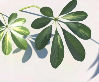 Modern Plant-ID:909343964