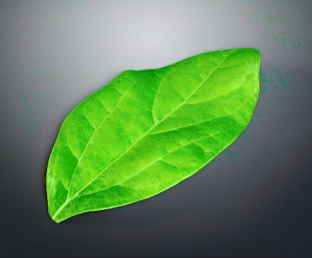 Modern Plant-ID:819736009