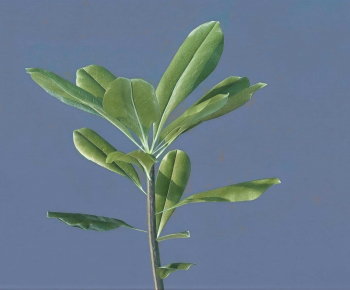 Modern Crop-ID:860841042